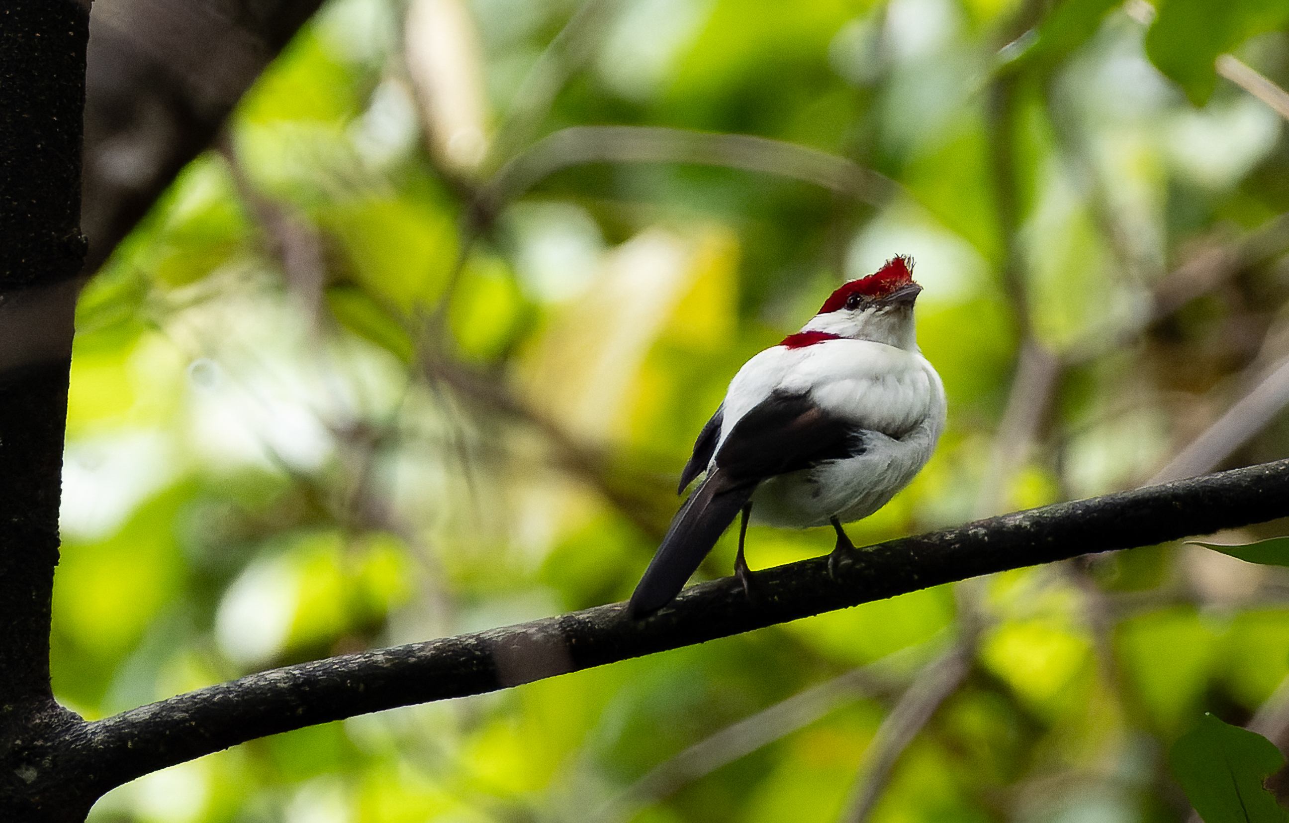 Araripe Manakin (Antilophia bokermanni) perched on a branch in the Chapada do Araripe, Ceará, Brazil