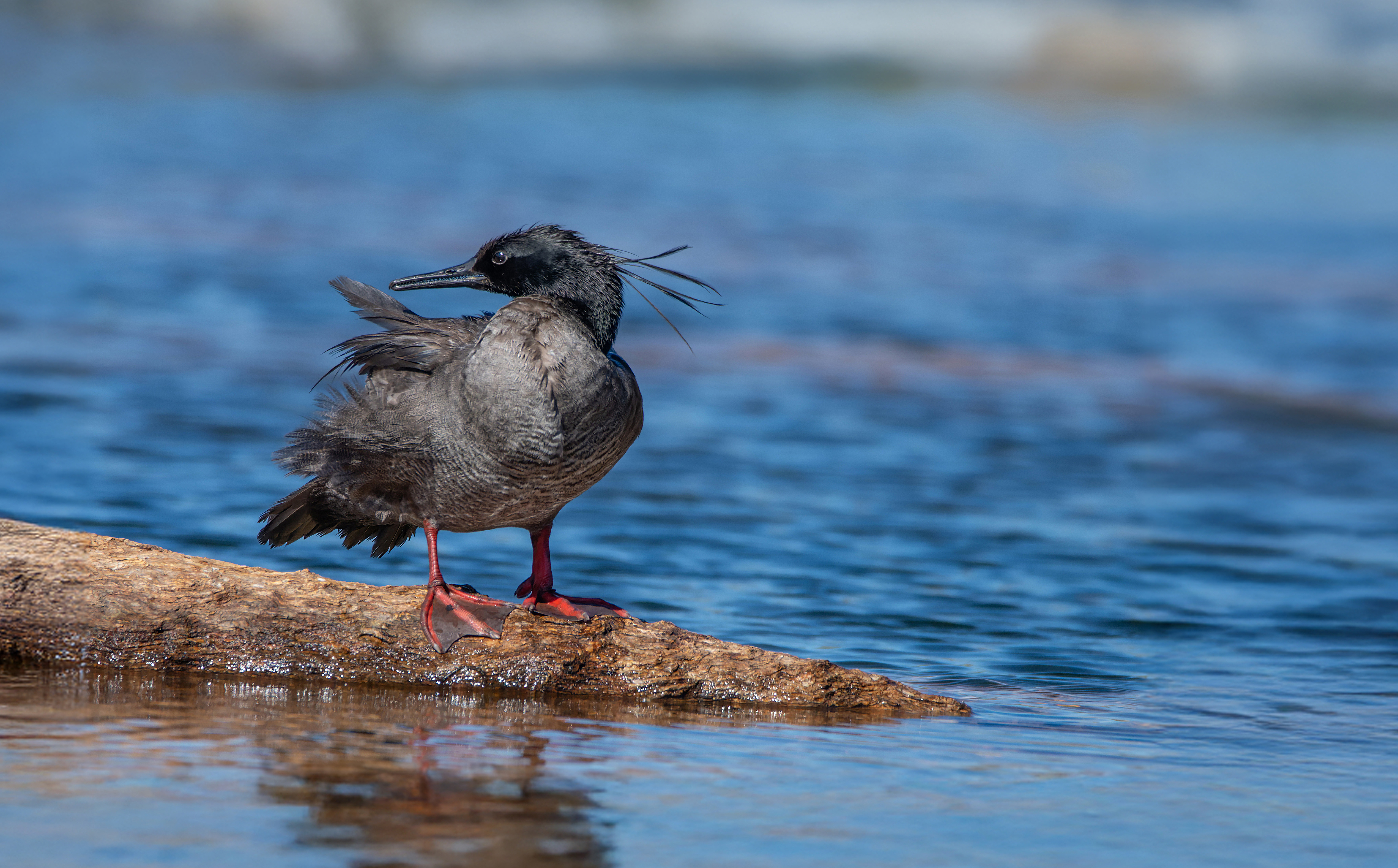 Brazilian Merganser (Mergus octosetaceus) standing on a log in a clear river, one of the rarest ducks in the world, Southeast Brazil