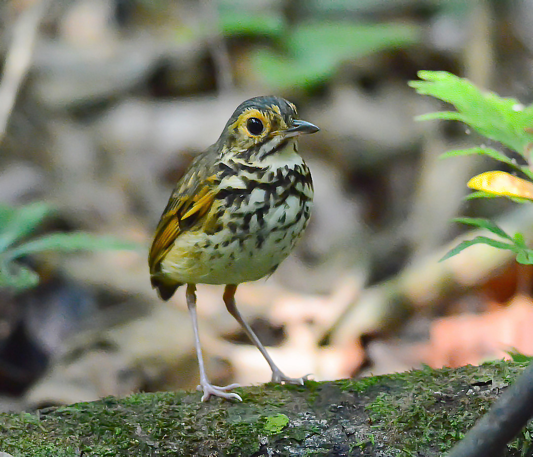 Snethlage's Antpitta (Hylopezus paraensis) at Serra dos Carajás, Pará, Brazil